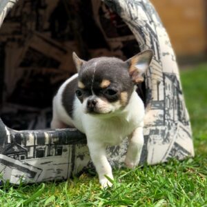 teacup chihuahua puppies for sale