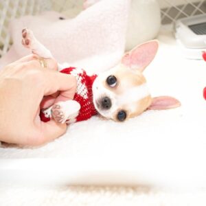 Buy teacup chihuahua puppies