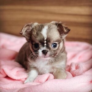 teacup chihuahua for sale