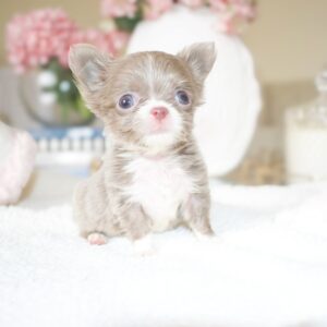 teacup chihuahua puppies