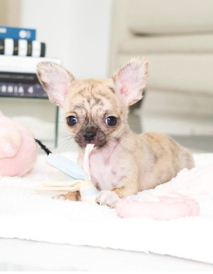 belle-s-teacup-chihuahuas-pint-sized-perfection-find-your-chihuahua